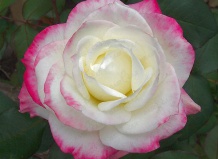 Роза чайно-гибридная «Белла Вита»