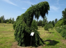 Ель сербская Плакучая