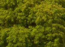 Клен зеленый с рассеченными листьями 