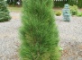 Сосна черная 