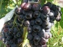 Виноград Фуршетный