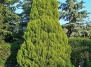 Кипарисовик Лавсона
