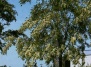 Акация белая, робиния