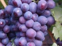 Виноград Арамис