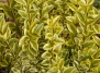 Бирючина овалолистная  ‘Ауреум’ 