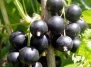 Cмородина черная Санюта