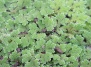 Азолла Каролинская или водяной папоротник