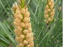 Сосна обыкновенная