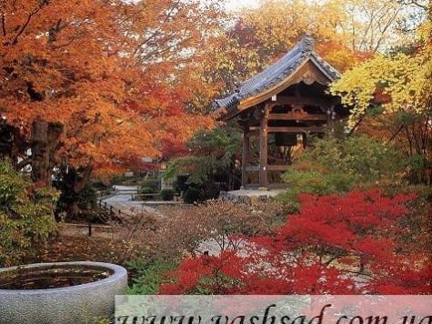  Японский сад 11