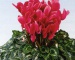 Цикламен - Halios Fuchsia vif