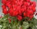 Цикламен - Macro Pastel Red