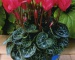 Цикламен - Duftende Gartenveilchen Miracle Deep Rose
