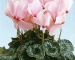 Цикламен - Sierra Light Pink with Eye