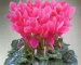 Цикламен - Latinia Fuchsia vif