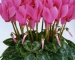 Цикламен - Metis Fuchsia