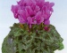 Цикламен - Latinia Violet Cattleya