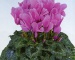 Цикламен - Halios Violet Cattleya