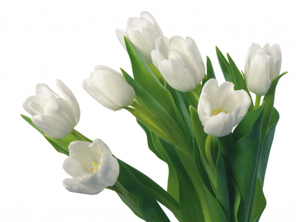 http://www.vashsad.ua/i/gallery/foto/259/1024_768/0St5sU2b.jpg