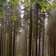 Национальный парк Баварский лес (Германия)