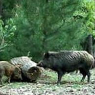 Национальный парк Олимпос-Бейдаглары (Турция)