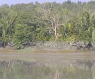 Национальный парк Сундарбан (Бангладеш)
