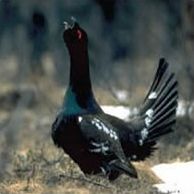 Баргузинский заповедник