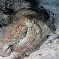 Дальневосточный морской