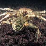 Дальневосточный морской
