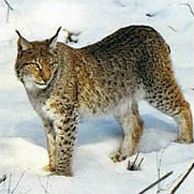 Кивач