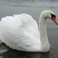Куршская Коса