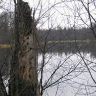 Мордовский