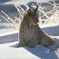Окский